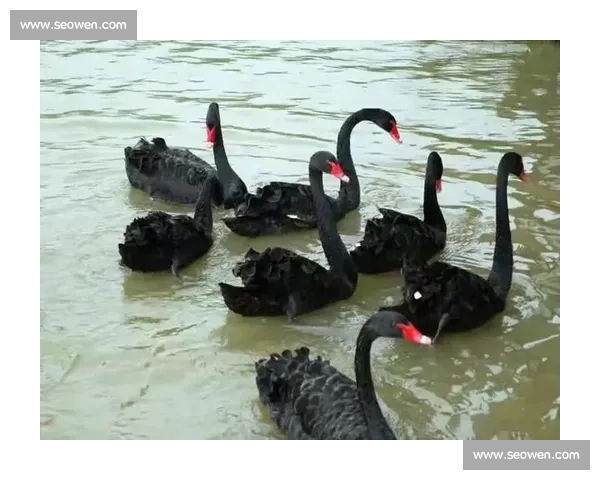 欢畅产驹登顶天鹅锦标,锁定生涯第二重赏冠 欢畅产驹登顶天鹅锦标,锁定生涯第二重赏冠