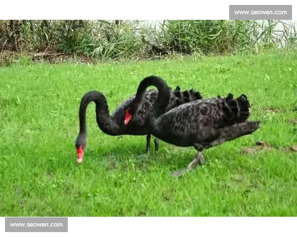 欢畅产驹登顶天鹅锦标,锁定生涯第二重赏冠 欢畅产驹登顶天鹅锦标,锁定生涯第二重赏冠